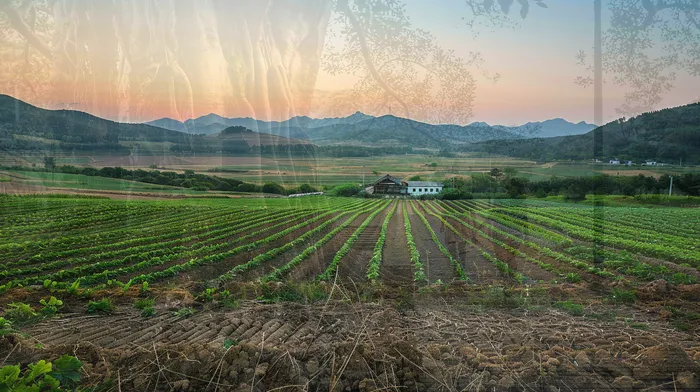 개인회생과 개인파산의 차이점